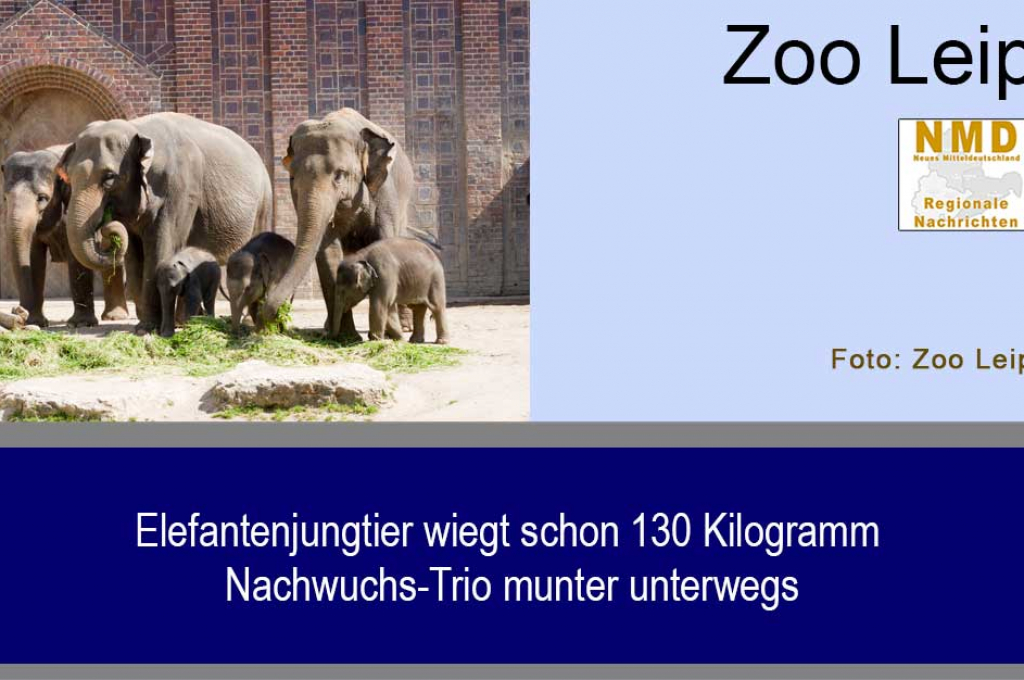 Elefantenjungtier wiegt schon 130 Kilogramm - Nachwuchs-Trio munter unterwegs