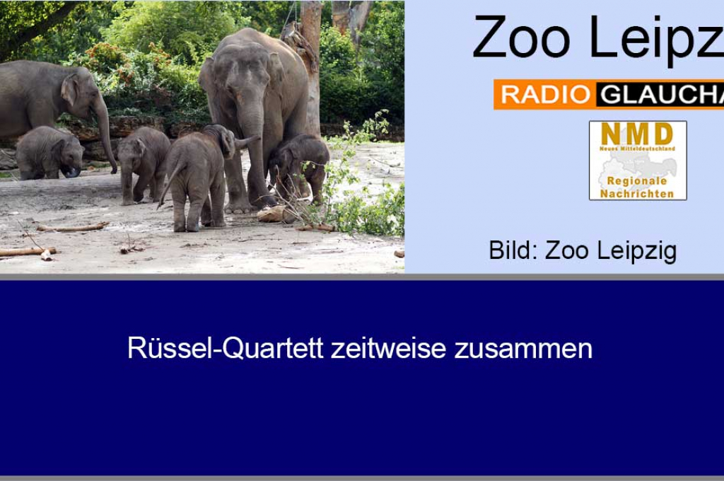 Zoo Leipzig - Rüssel-Quartett zeitweise zusammen