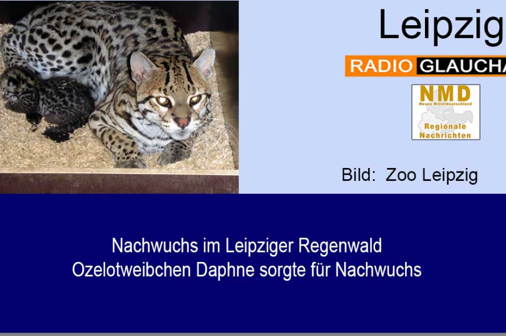 Zoo Leipzig - Nachwuchs im Leipziger Regenwald - Ozelotweibchen Daphne sorgte für Nachwuchs