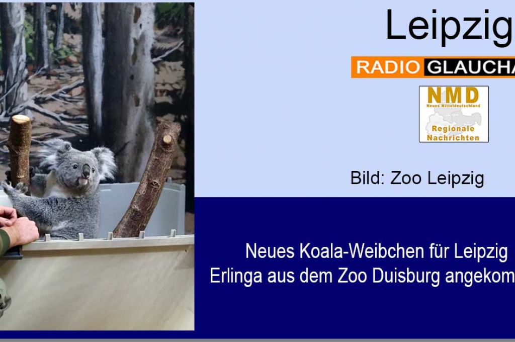 Neues Koala-Weibchen für Leipzig - Erlinga aus dem Zoo Duisburg angekommen